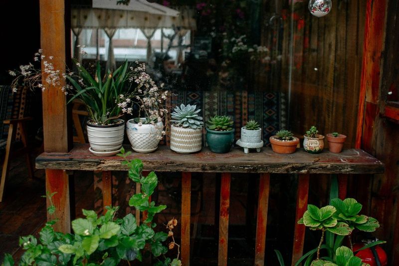 Growing herbs and tomatoes in buckets on a duplex porch