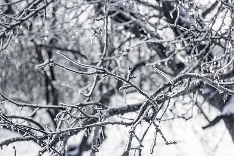 What our renters insurance did and didn't cover after the ice storm